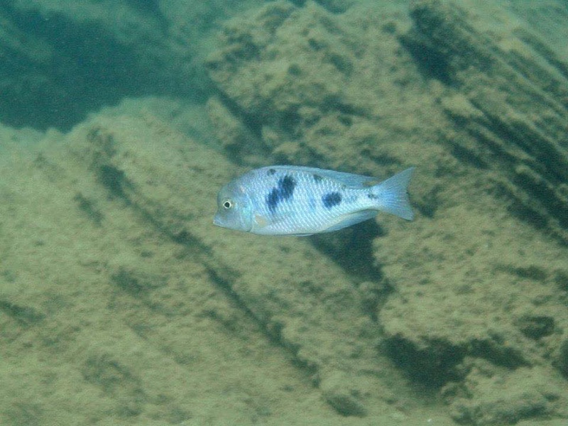 Cyrtocara moorii 'Malopa'